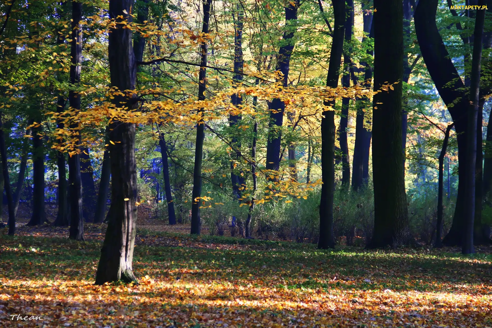 Jesienny, Park, Kolorowy