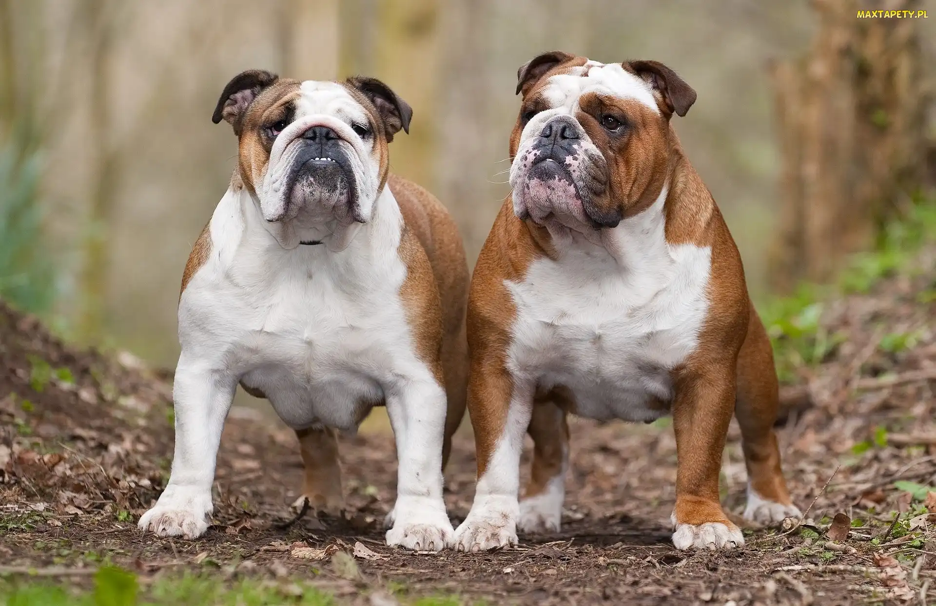Dorosłe, Buldogi, Dwa