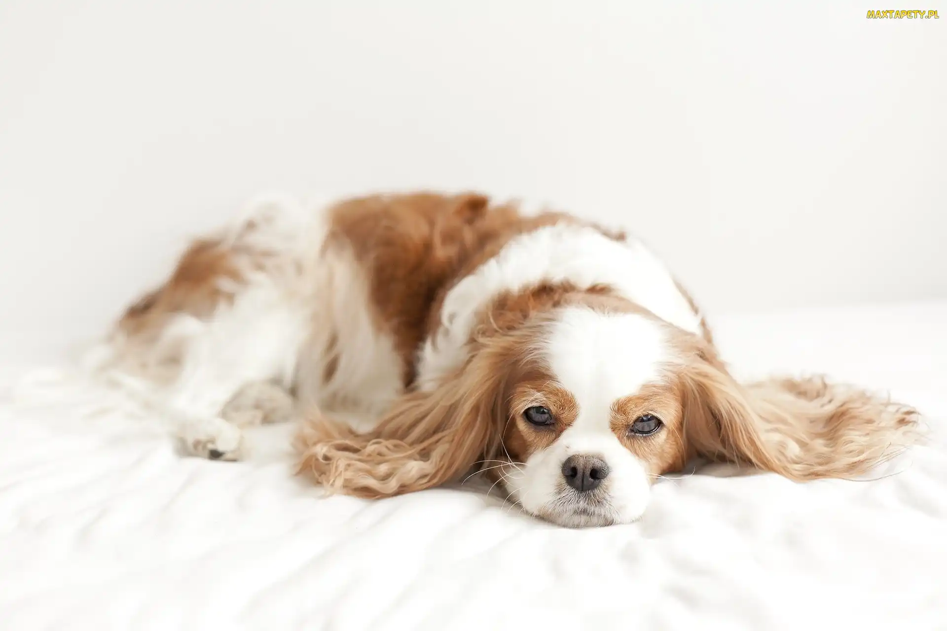 Spaniel, Odpoczynek, Beżowy, Biało
