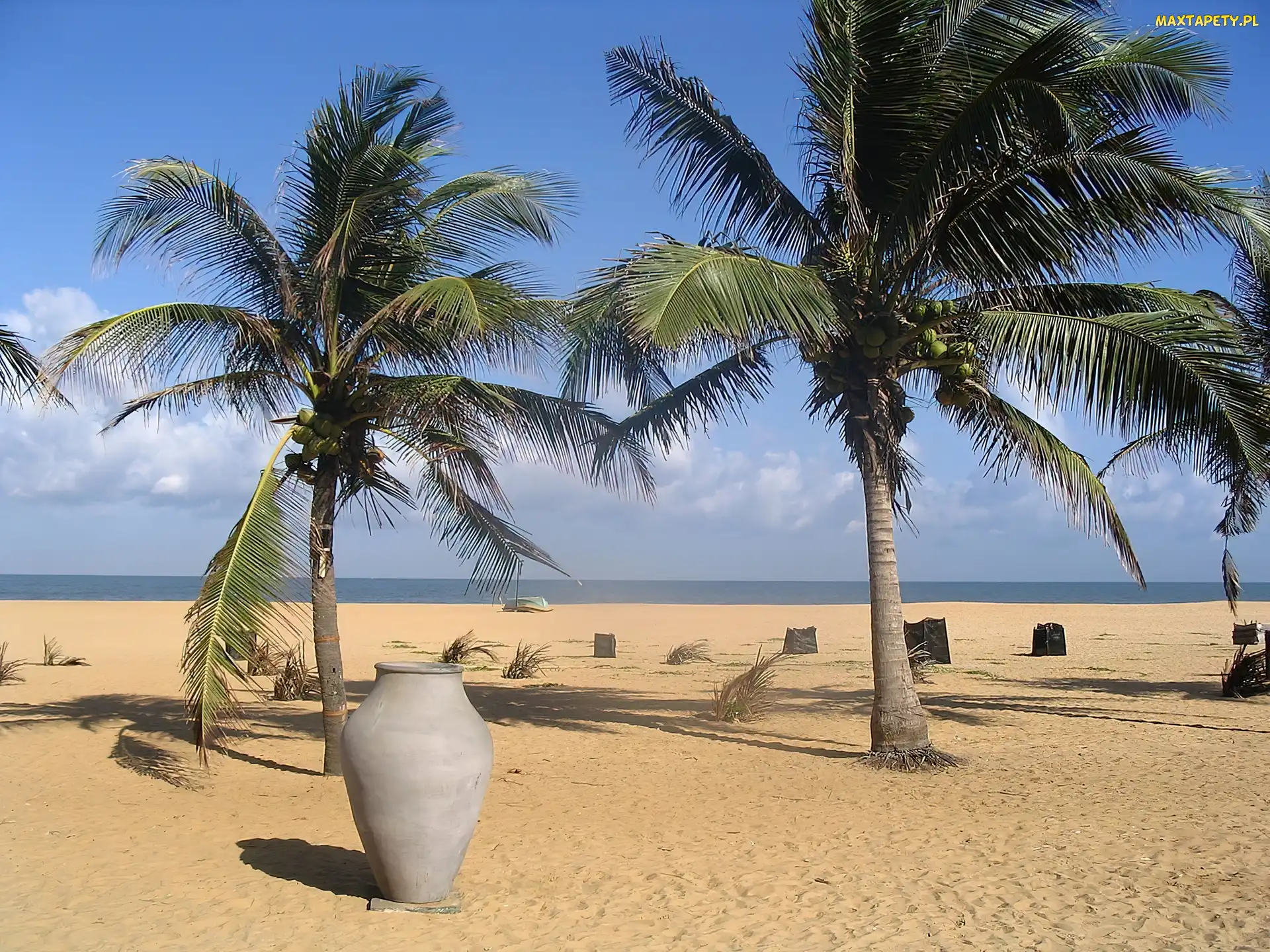 Palmy, Wazon, Plaża
