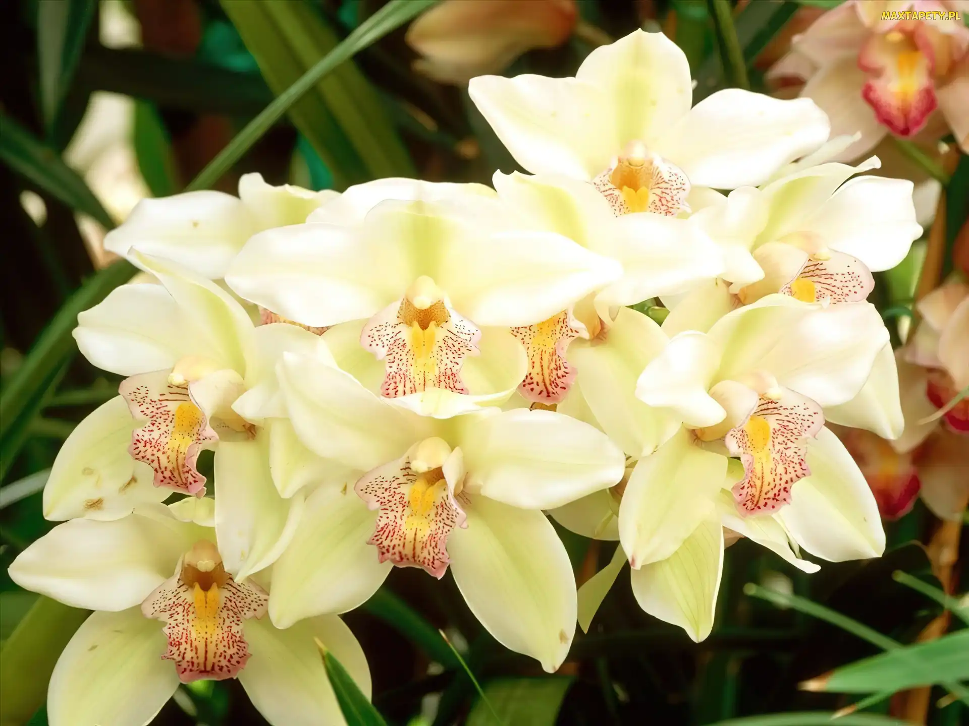 Biała, Orchid, Cymbidium, Odmiana