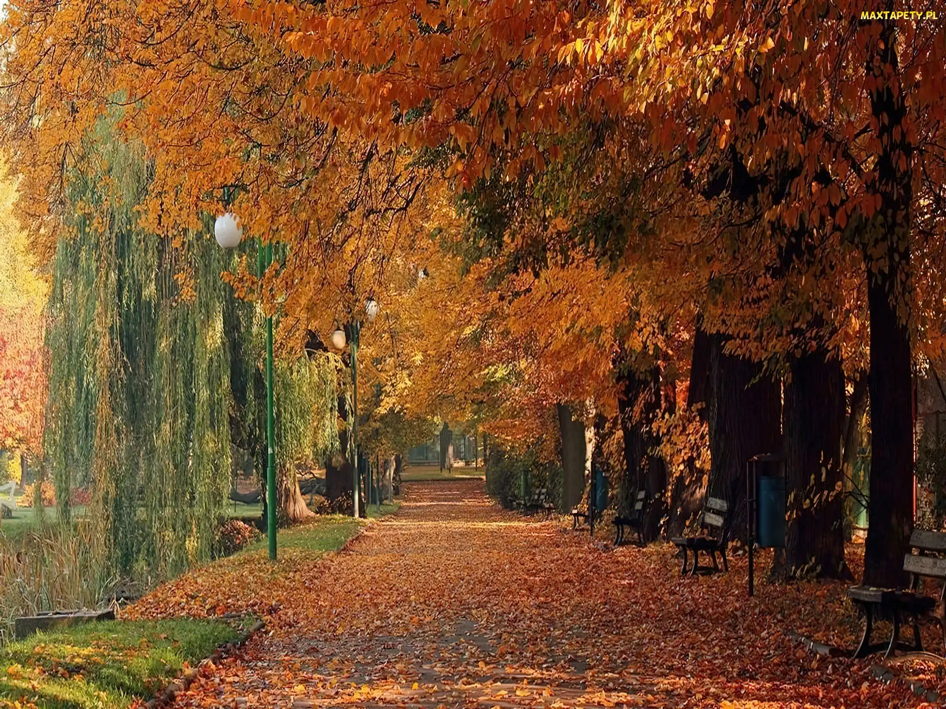 Ławki, Aleja, Jesień, Park
