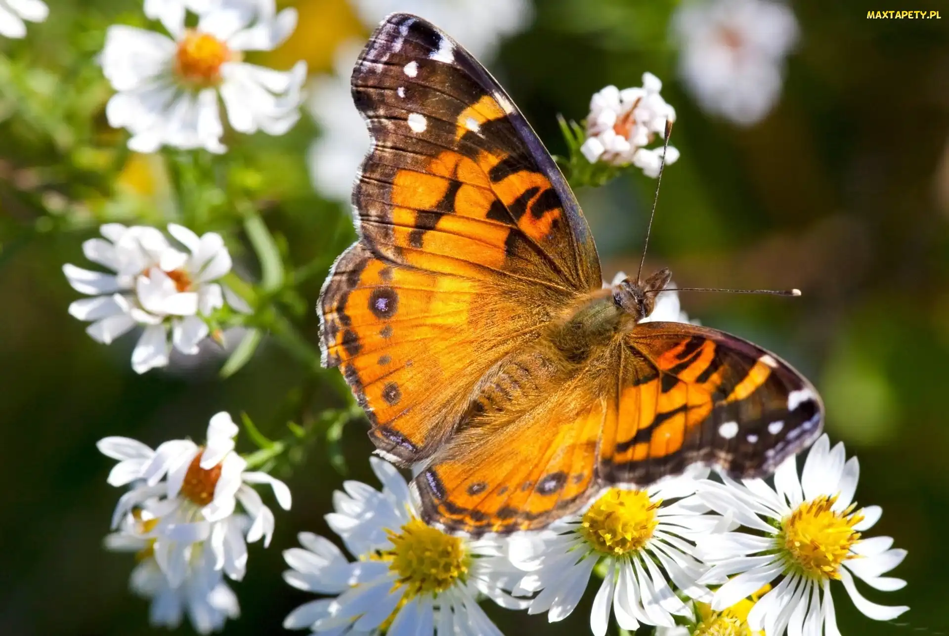Motyl, Rumianki, Kolorowy