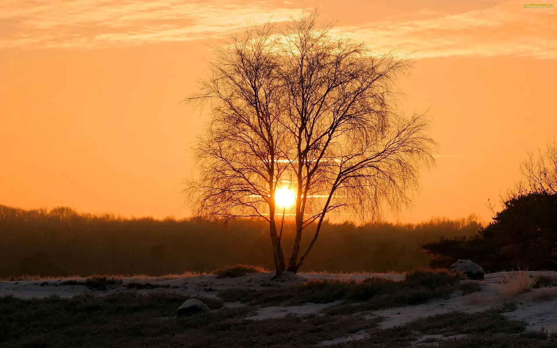 Śnieg, Słońca, Drzewo, Zachód