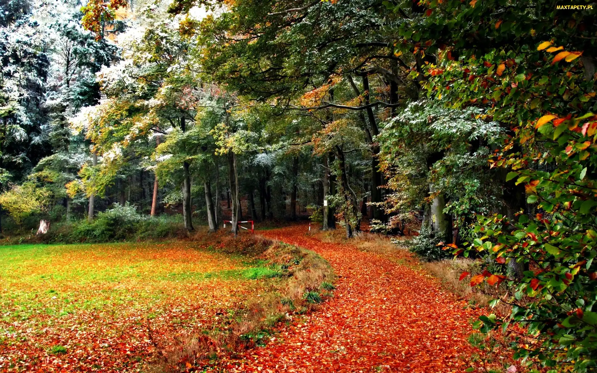 Ścieżka, Park, Jesień, Drzewa