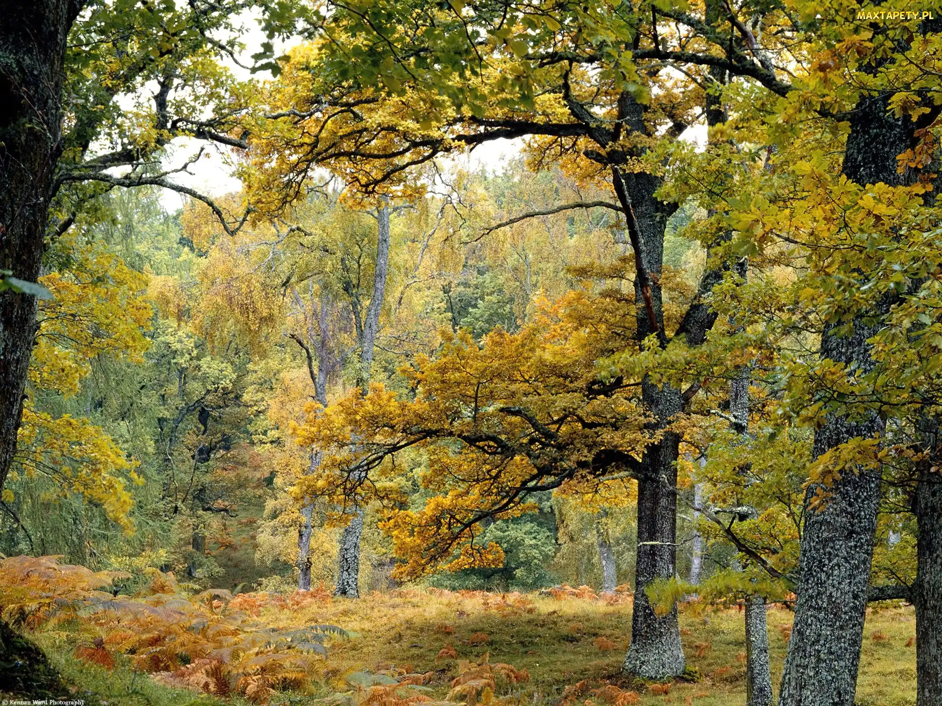 Las, Jesień, Paprocie, Drzewa