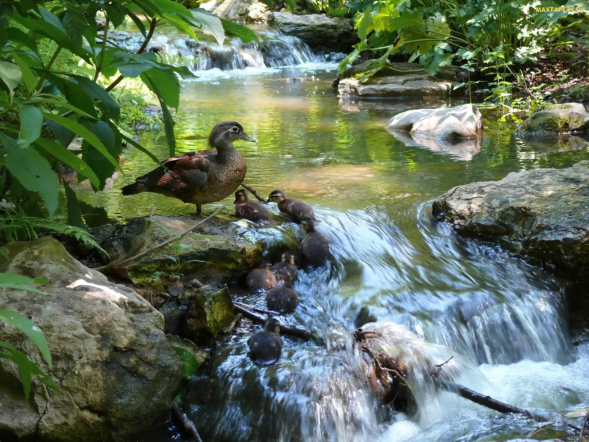 Liście, Krzewy, Rzeka, Kamienie