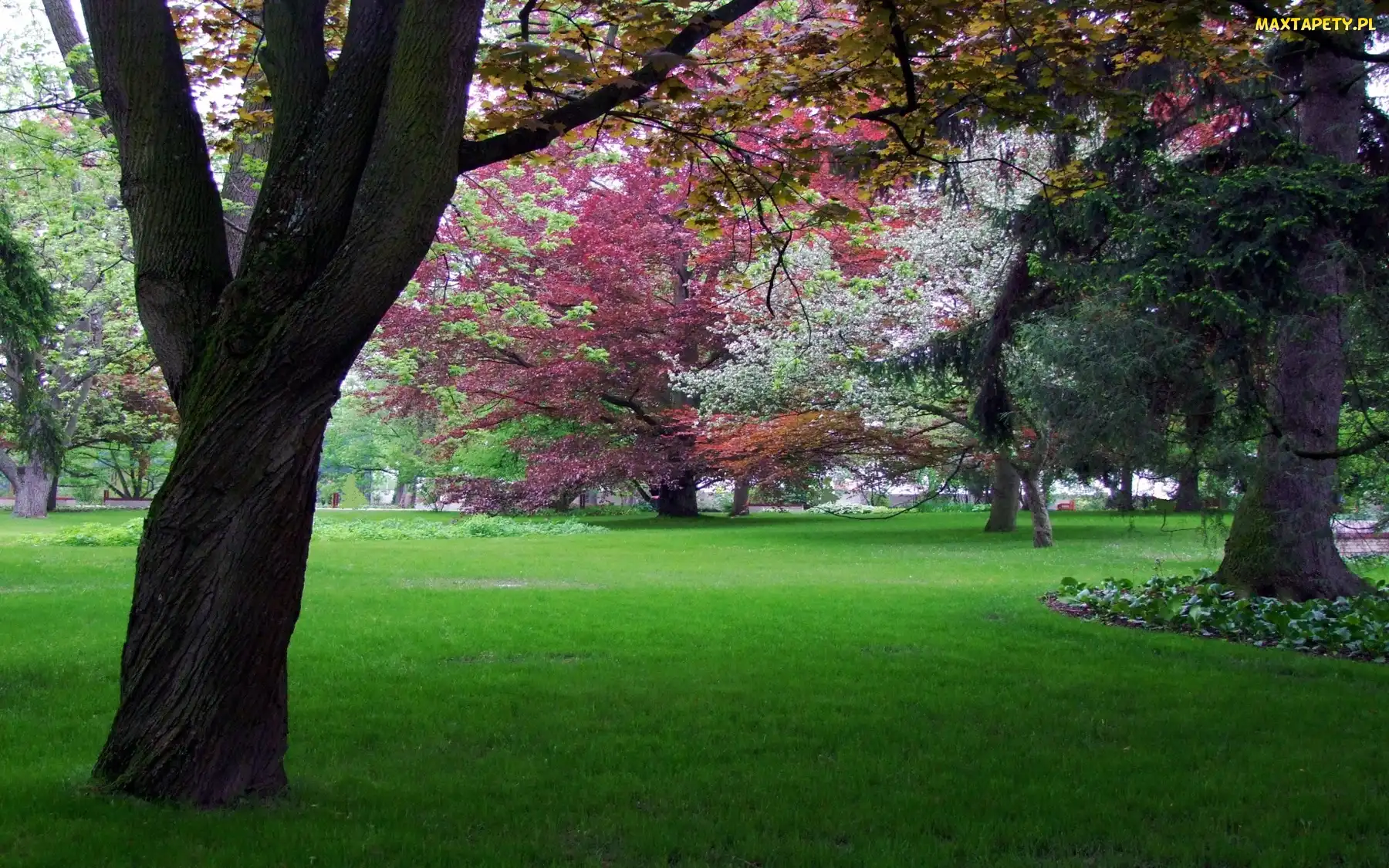 Kolorowe, Drzewa, Park