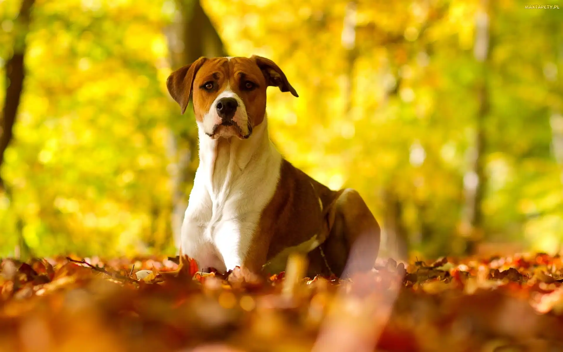 Jesienne, Liście, Pit Bull Terrier