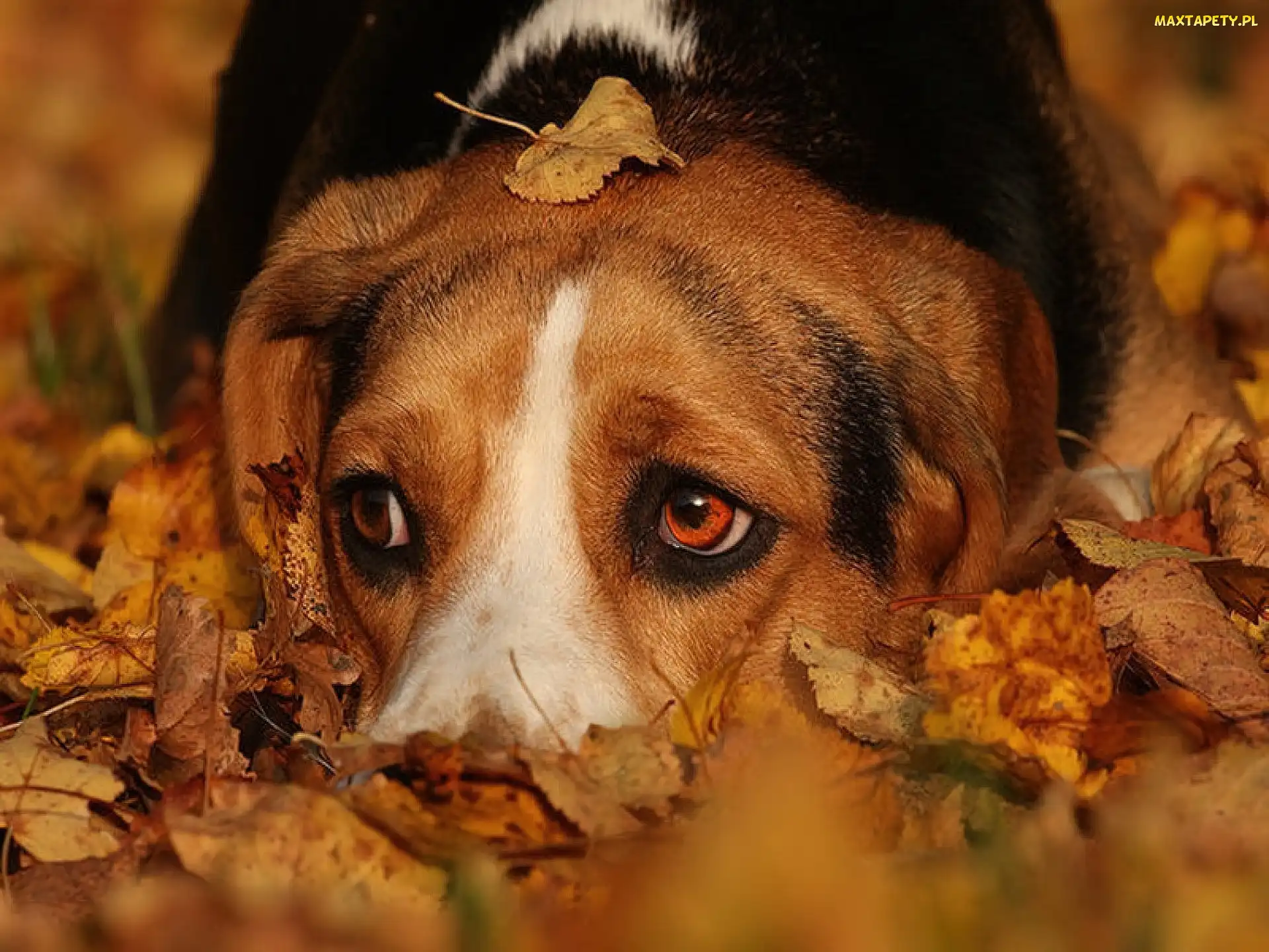 Beagle, Liście, Pies, Jesienne