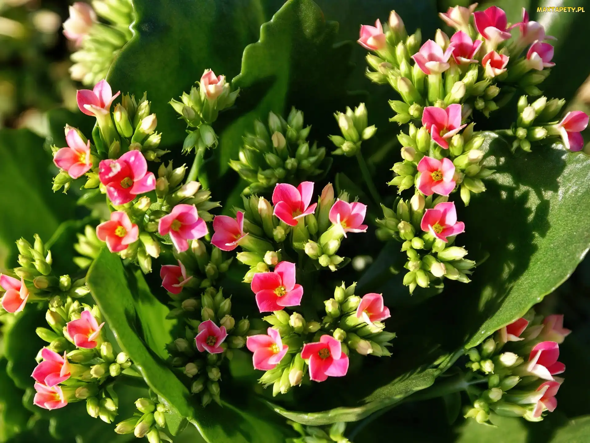 Różowy, Kalanchoe, Kwiat