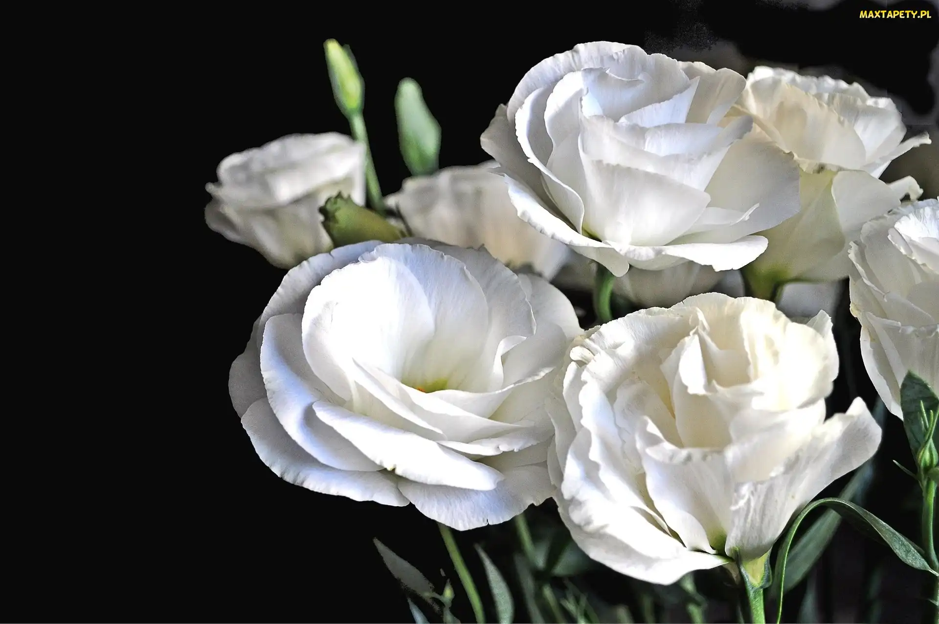 Białe, Kwiaty, Eustoma