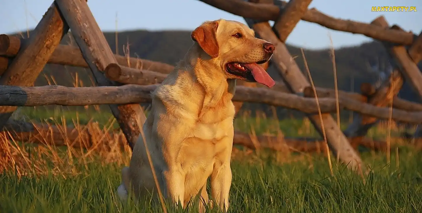 Trawa, Ogrodzenie, Retriever