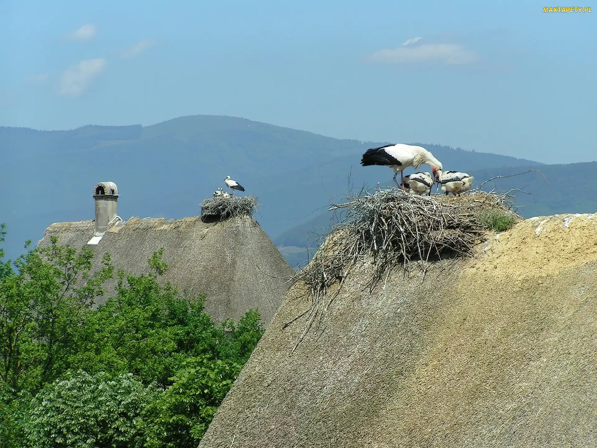 Bociany, Gniazda, Dachy, Domów