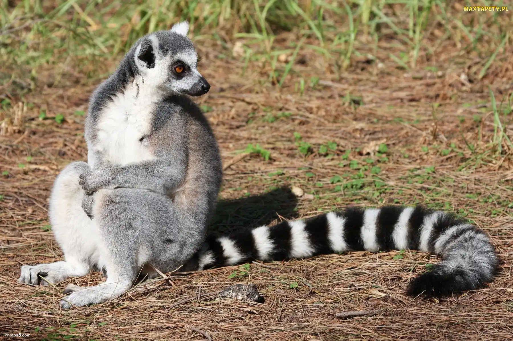 Piękny, Ogon, Lemur