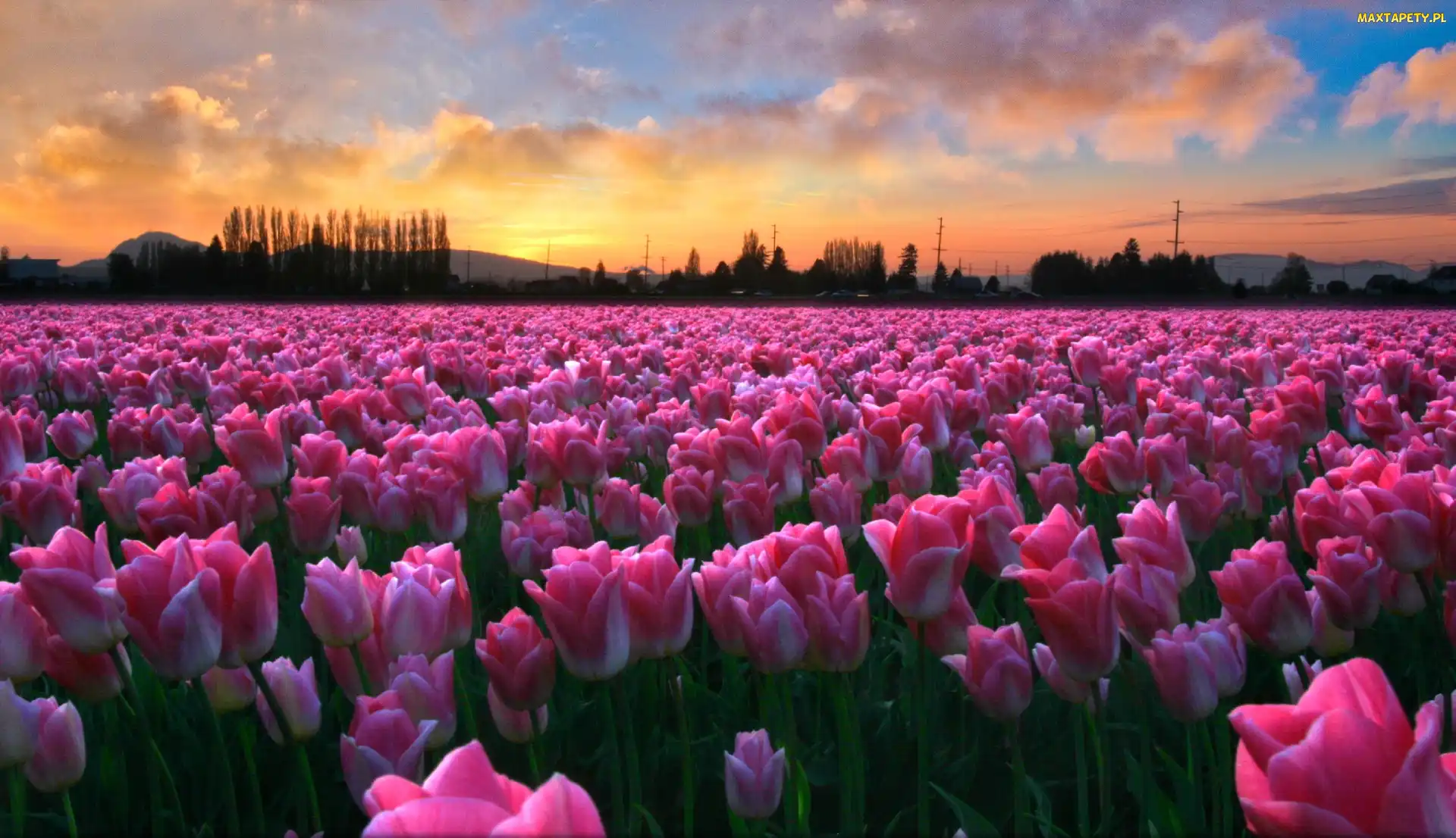 Tulipany, Słońca, Zachód, Pola, Różowe