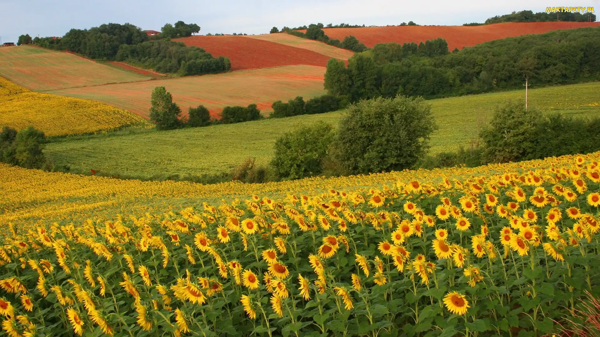 Pola, Drzewa, Słoneczniki