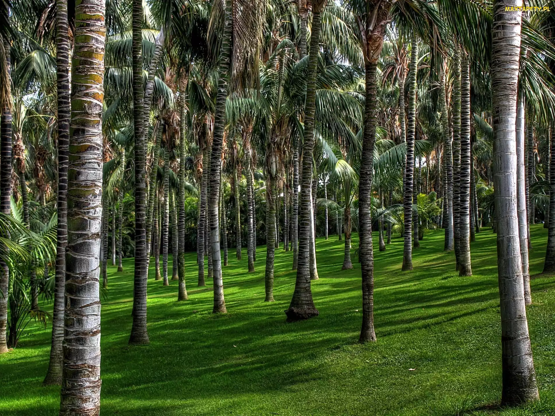 Park, Wyspy Kanaryjskie, Palmowy