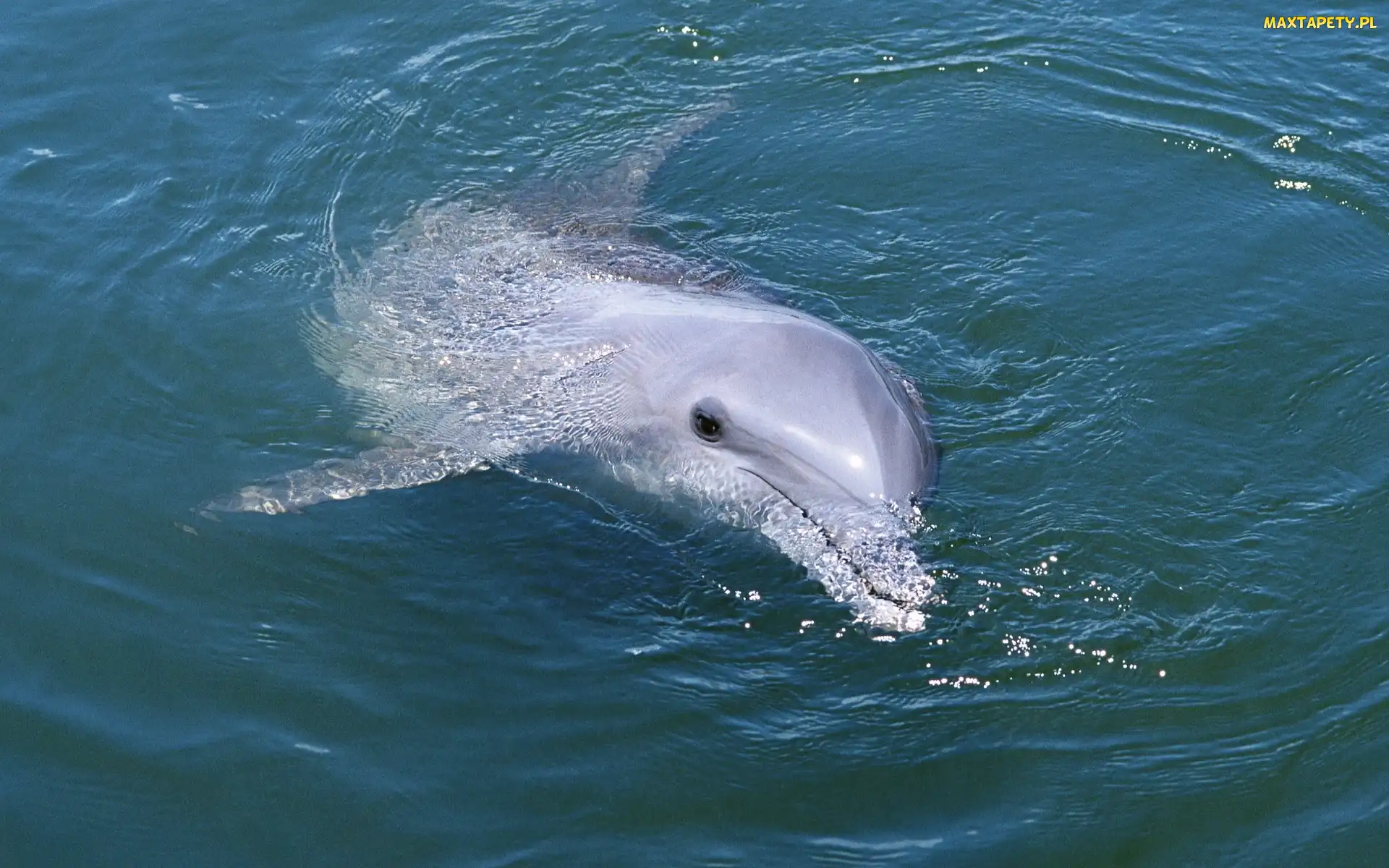 Płetwa, Woda, Delfin