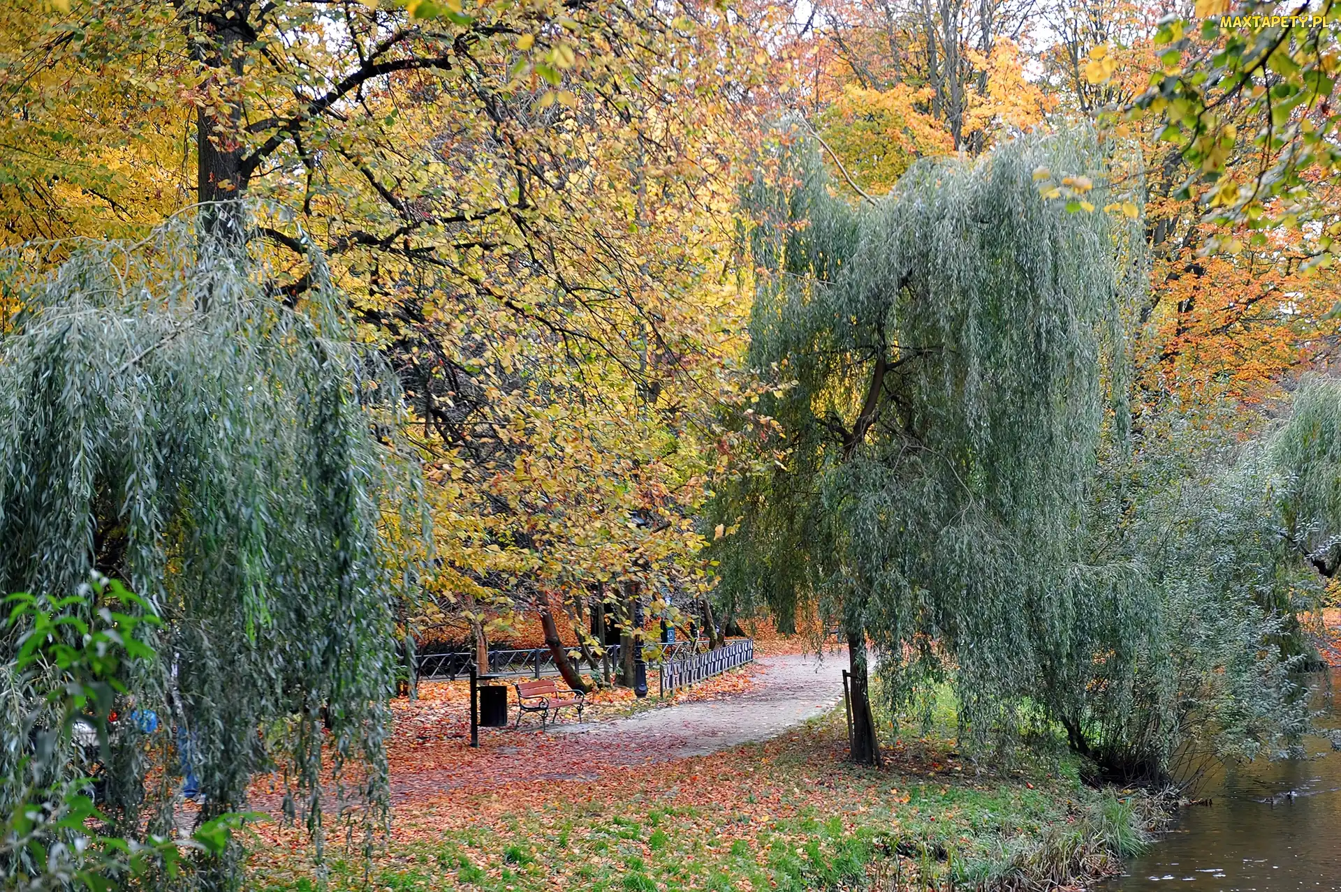 Jesienią, Drzewa, Park