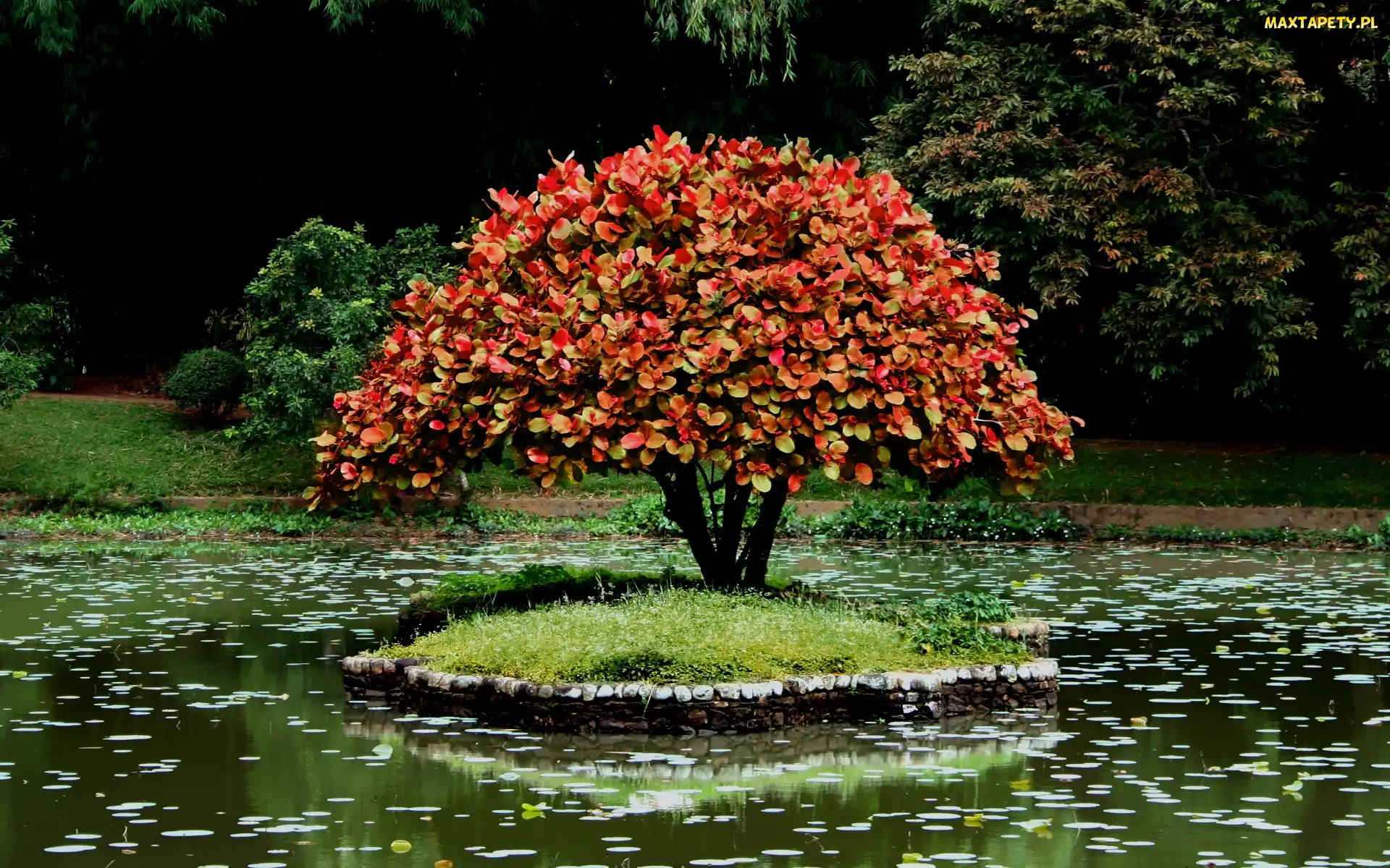 Wysepka, Drzewko Bonsai, Park