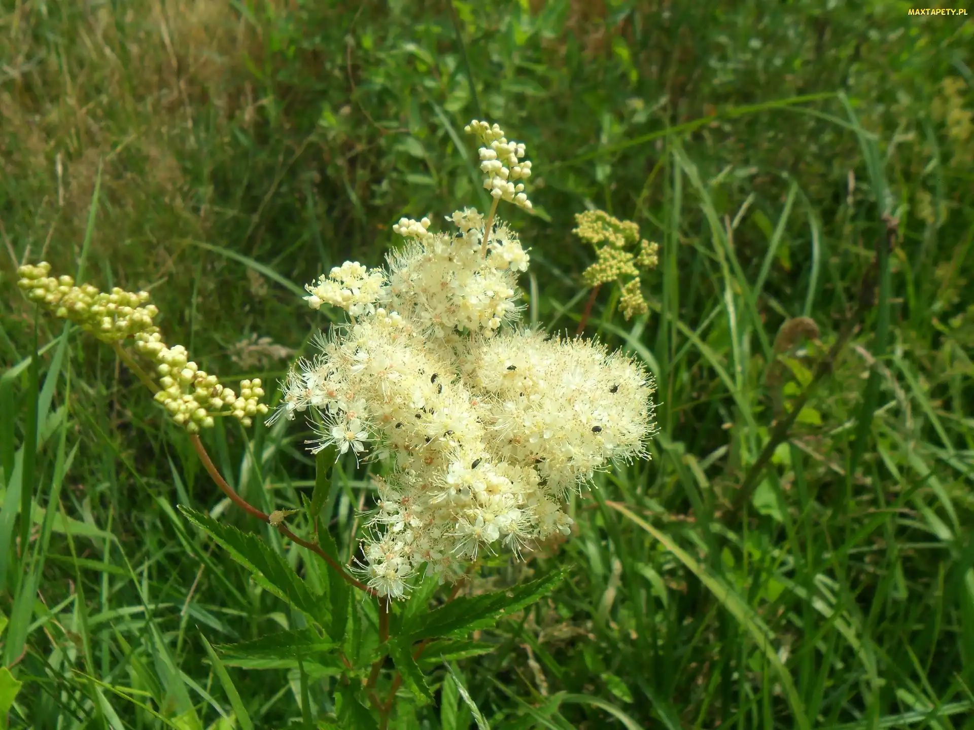 Owady, Kwiat, Łąka, Pachnący