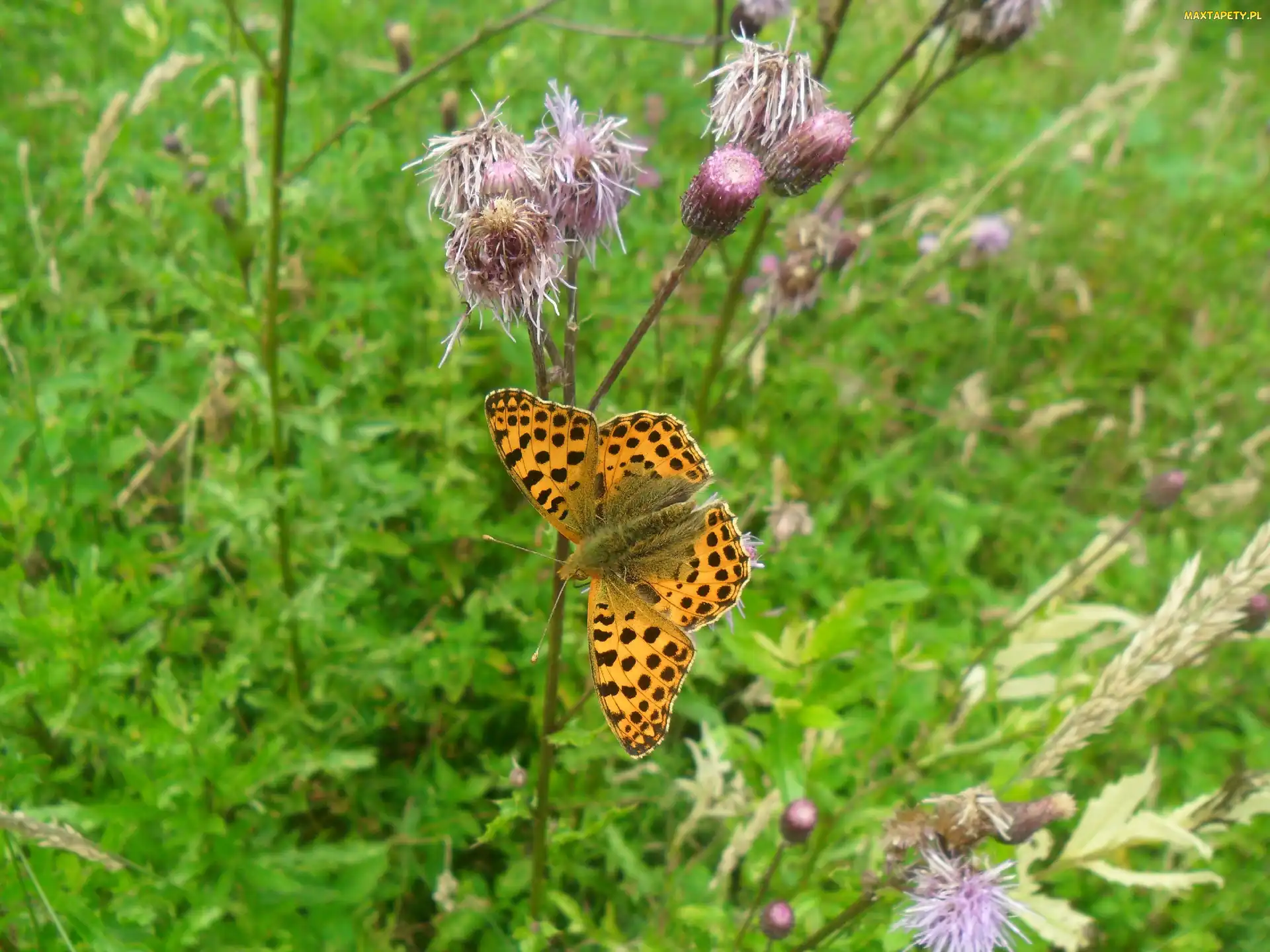 Kwiaty, Ostu, Motyl