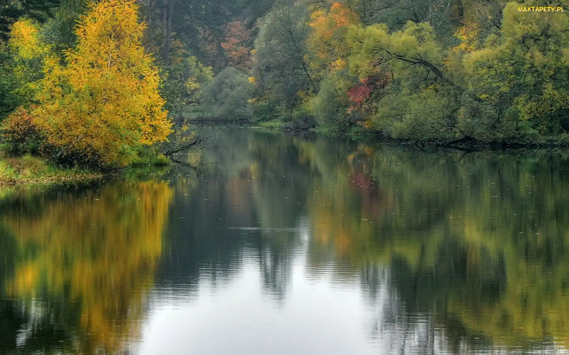 Rzeka, Jesień, Drzewa
