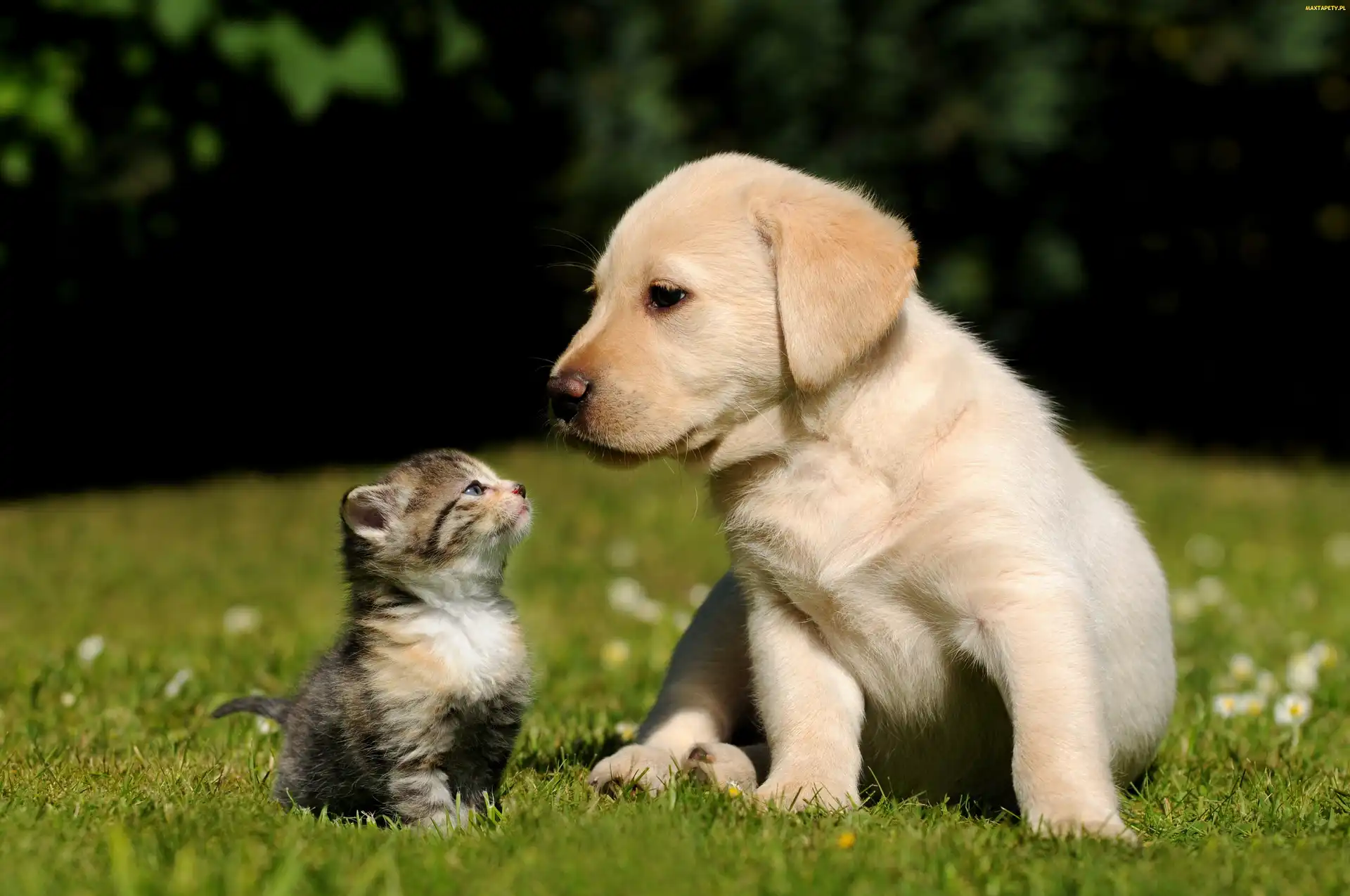 Labrador Retriever, Przyjaciele, Kotek, Mały, Szczeniak