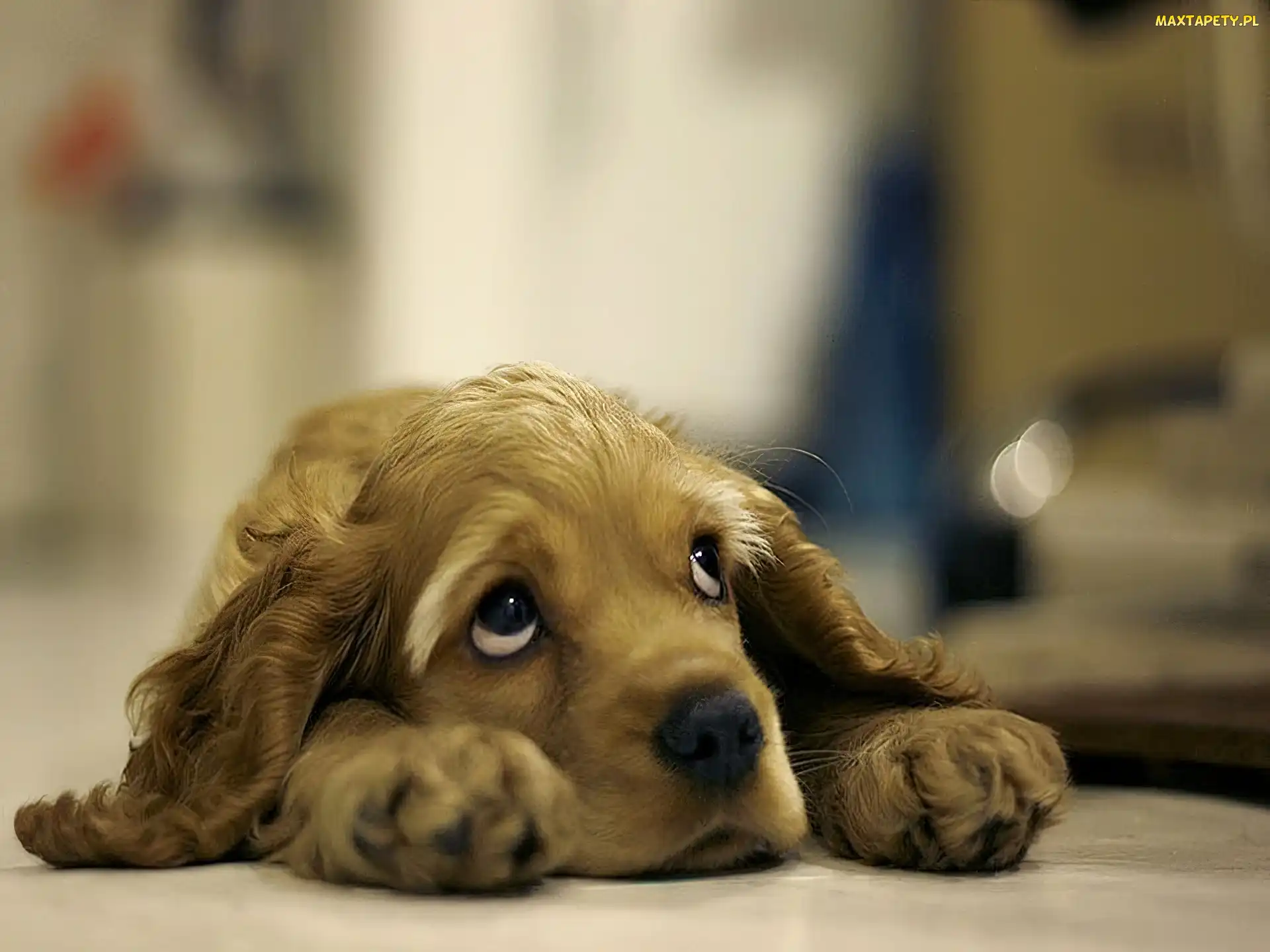 Pies, Spojrzenie, Łapki, Cocker Spaniel