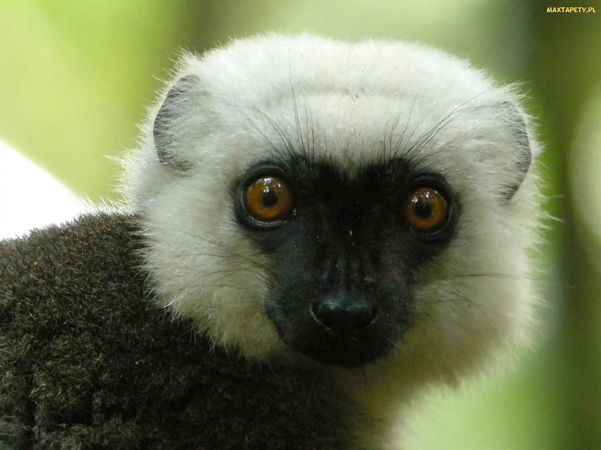 Lemur, Oczy, Głowa, Sifaka