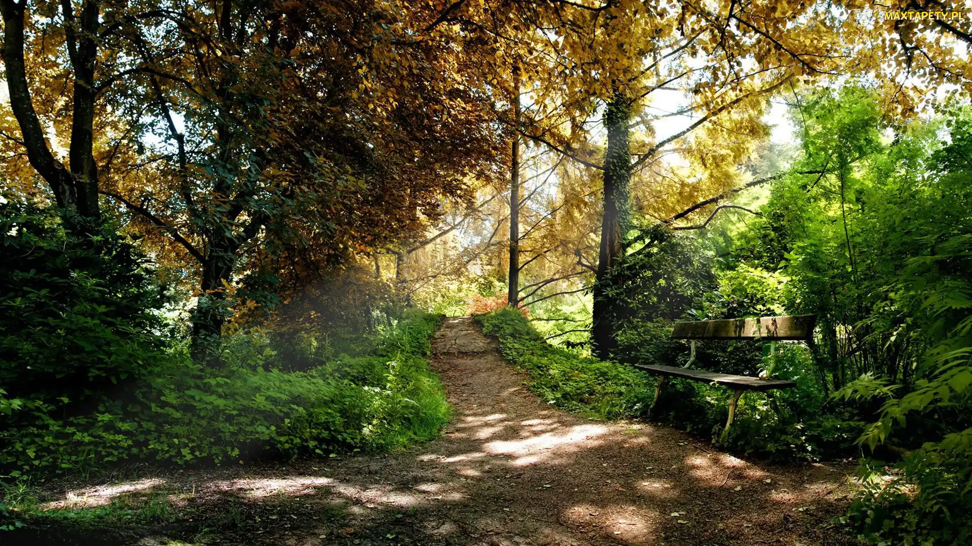 Park, Drzewa, Ławeczka, Ścieżka