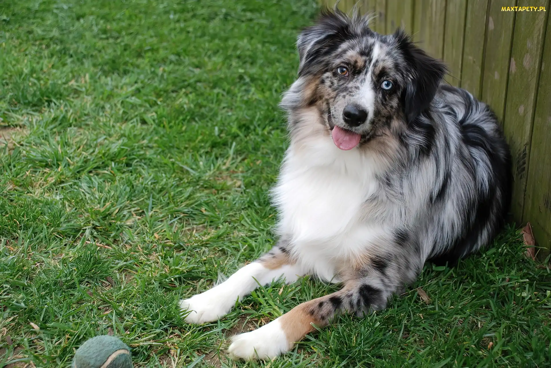 Australian shepherd, Owczarek australijski