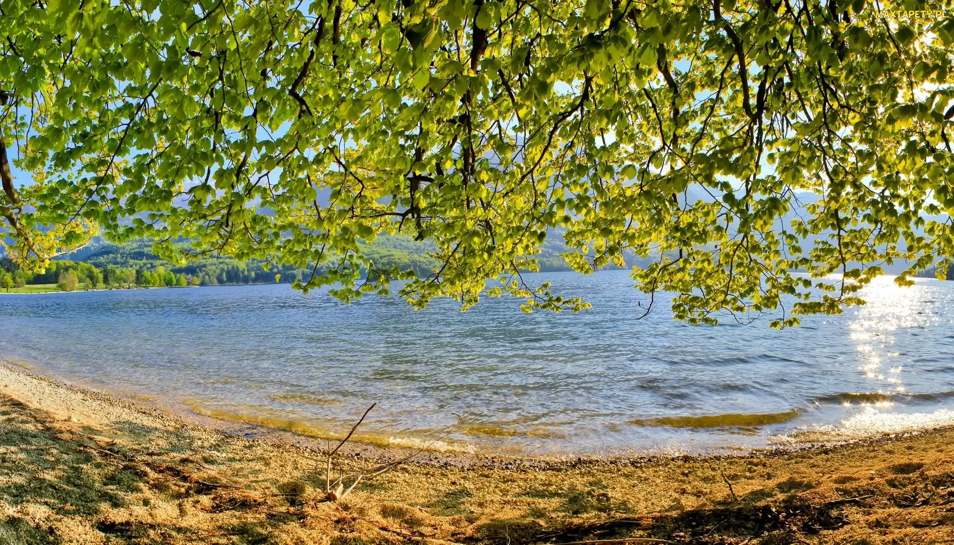 Drzewa, Liście, Jezioro, Gałęzie