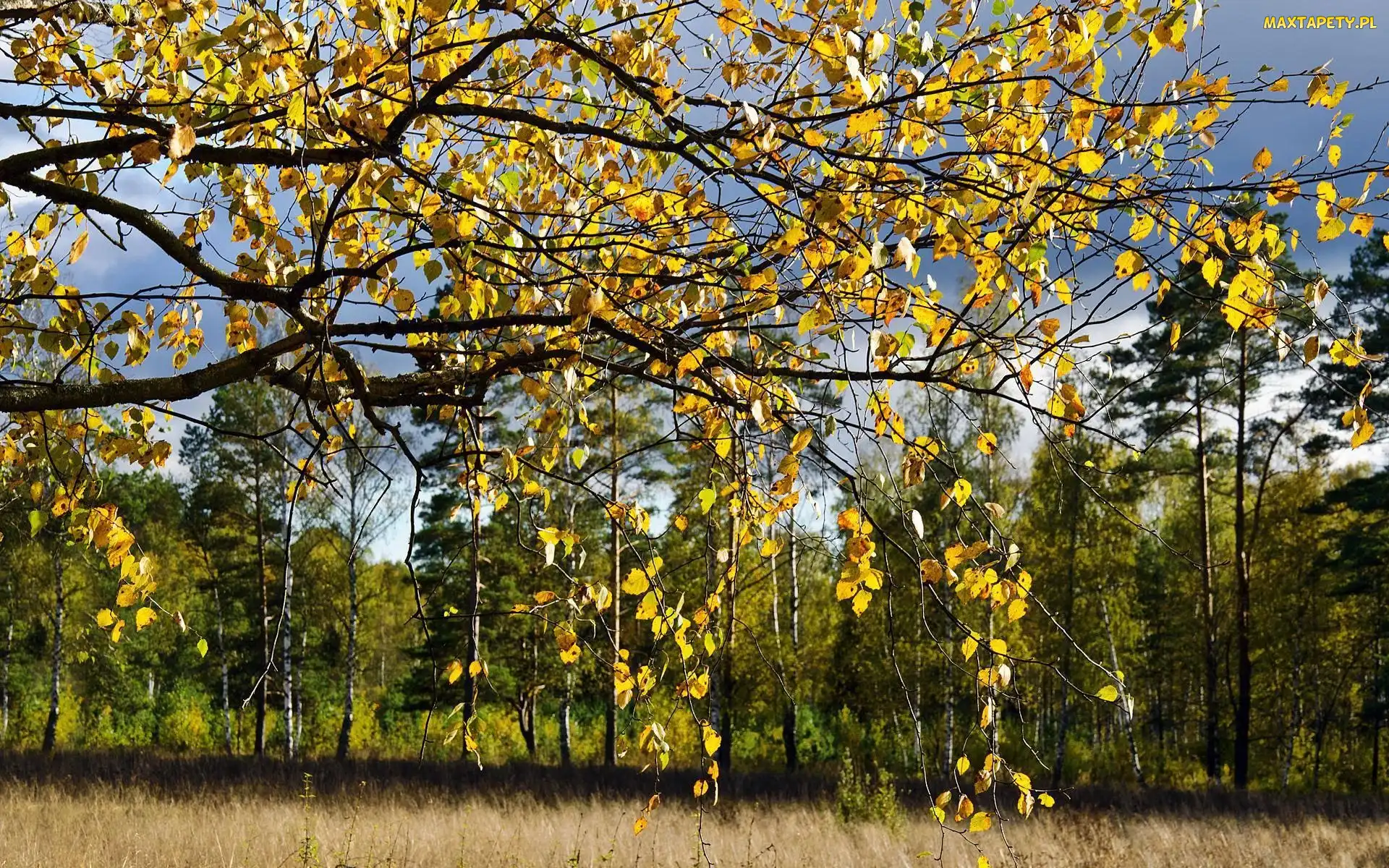 Jesień, Liście, Las, Brzozowy