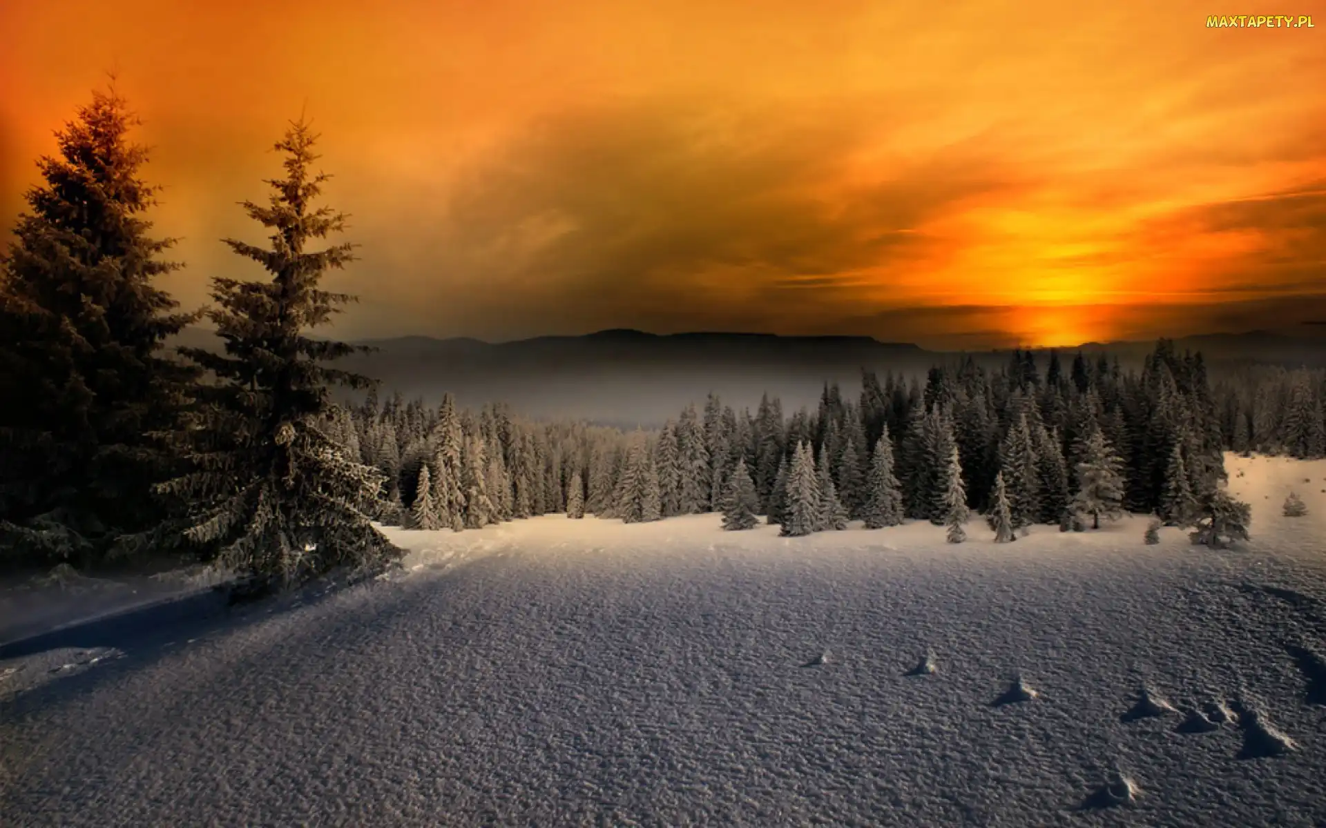 Śnieg, Niebo, Pomarańczowe, Choinki, Zima