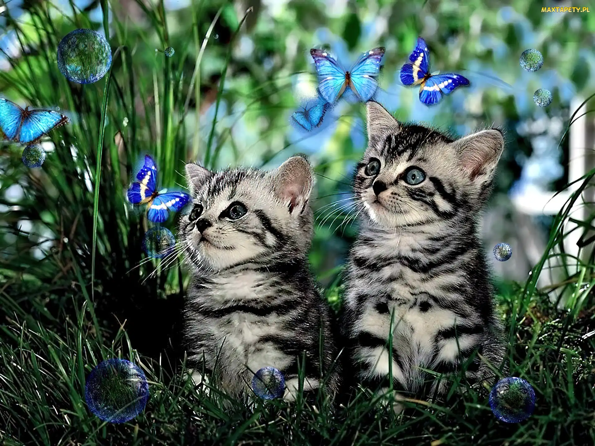 Trawa, Motyl, Koty