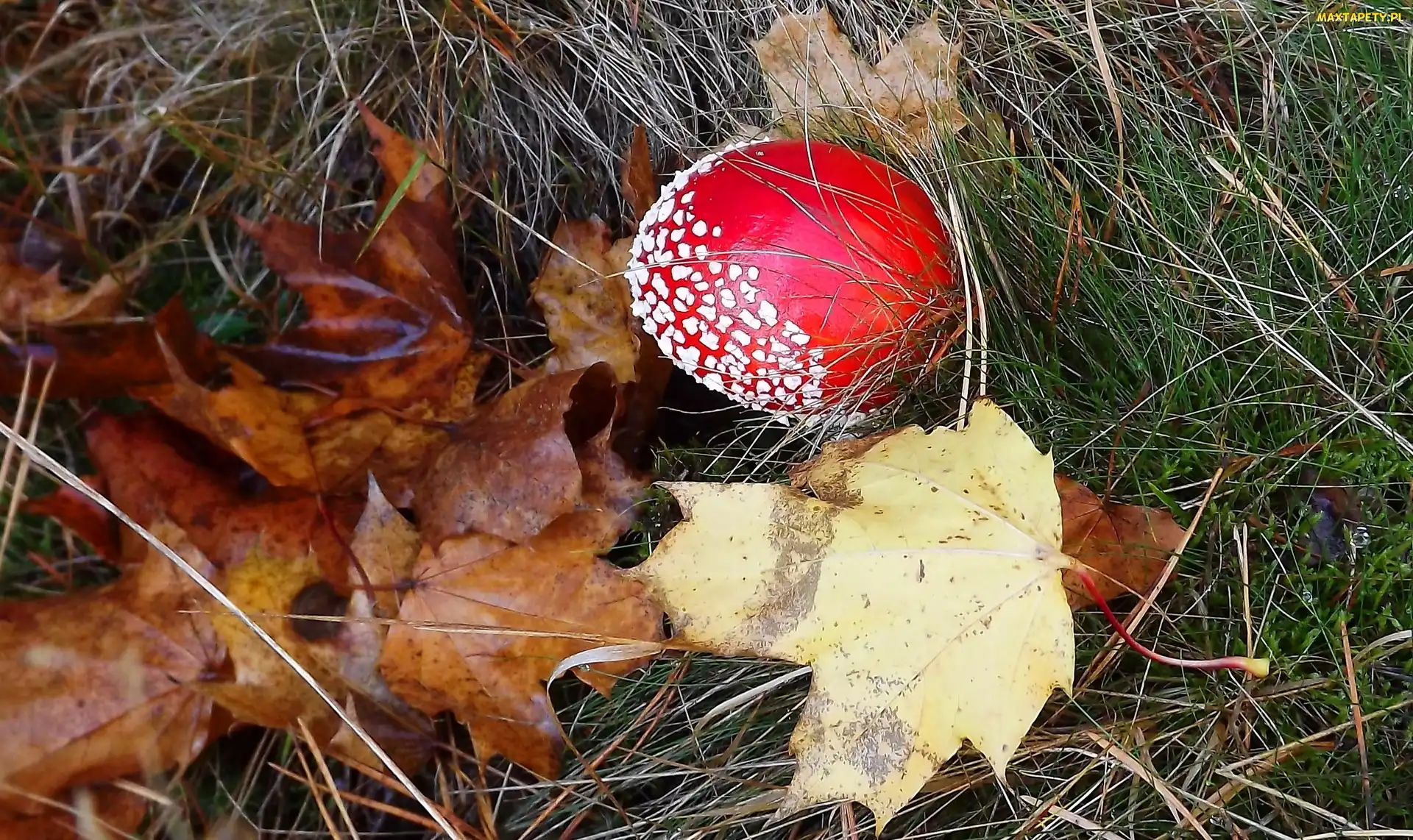 Liście, Brązowe, Czerwony, Muchomor