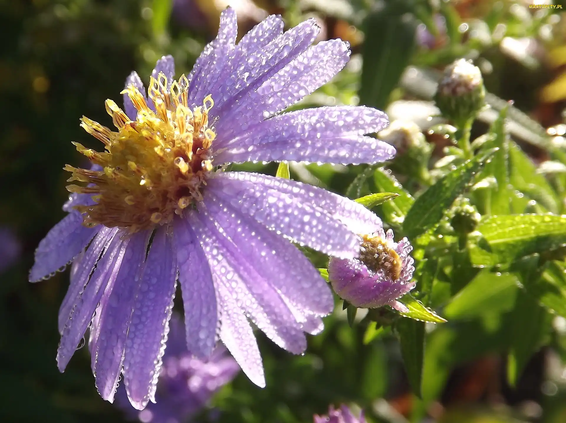 Rosy, Kropelki, Aster, Fioletowy