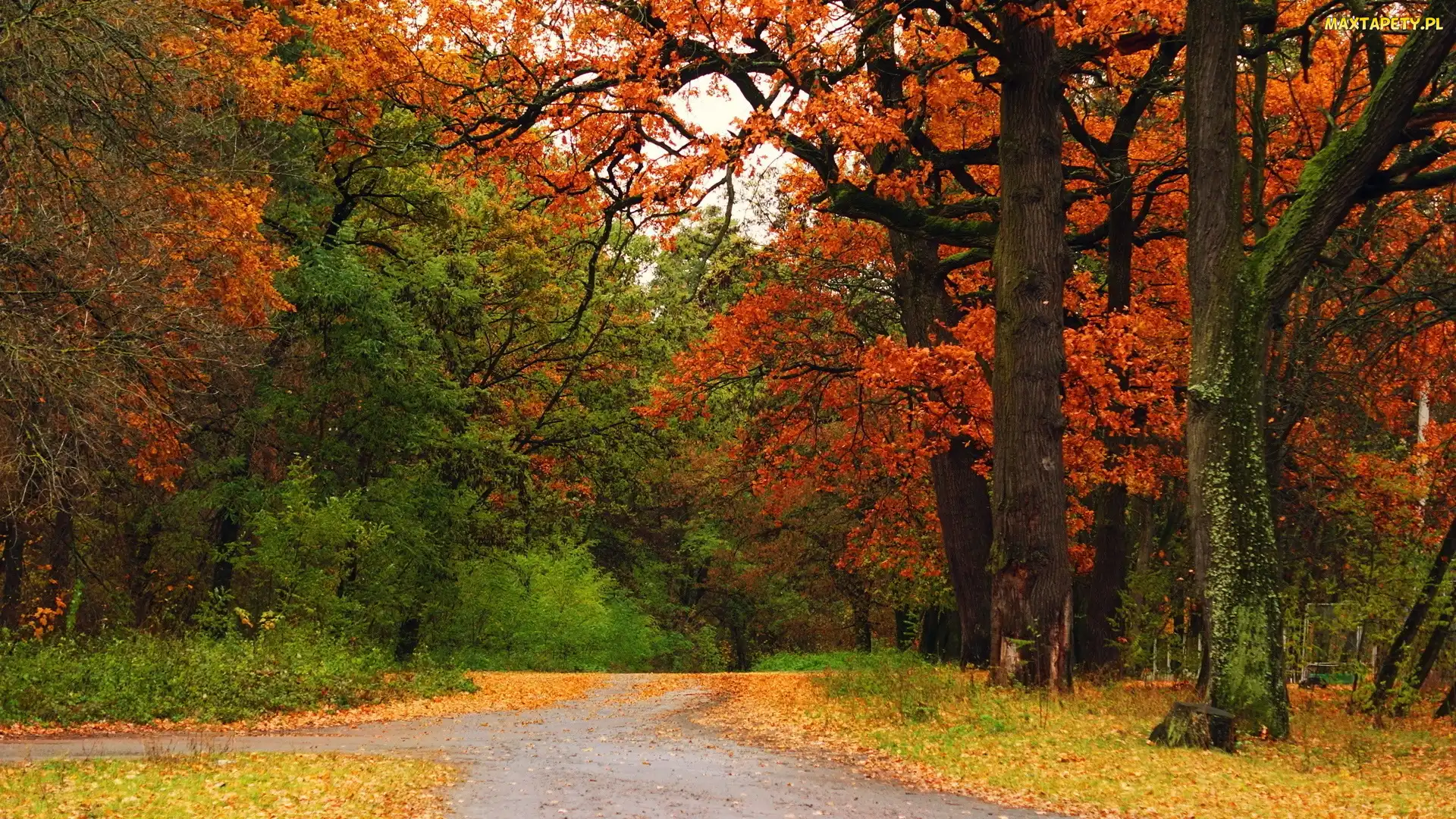 Alejki, Drzewa, Jesień, Park