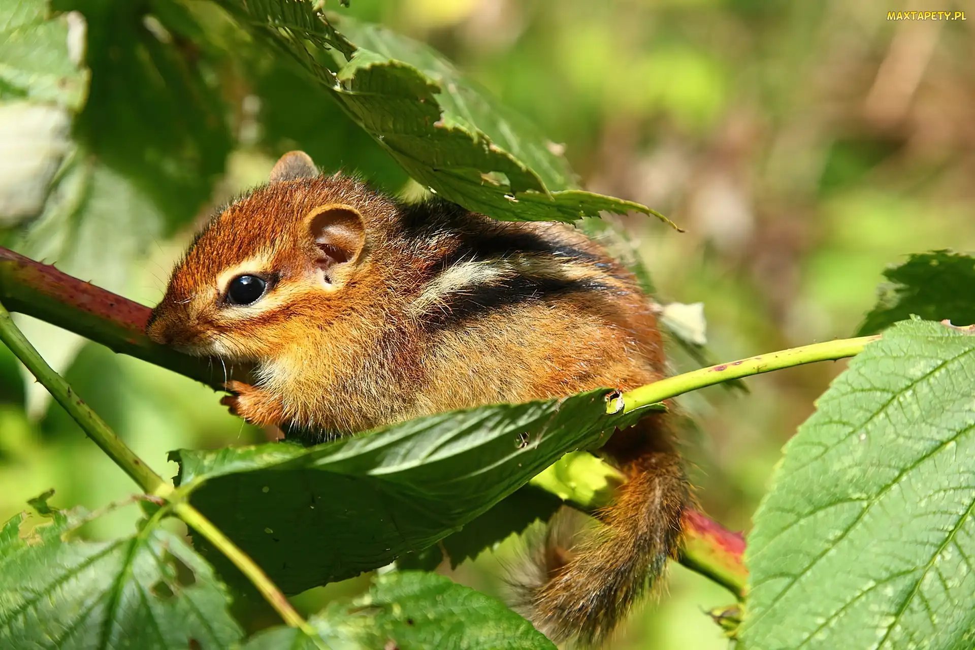 Liście, Chipmunk, Malutka, Wiewiórka