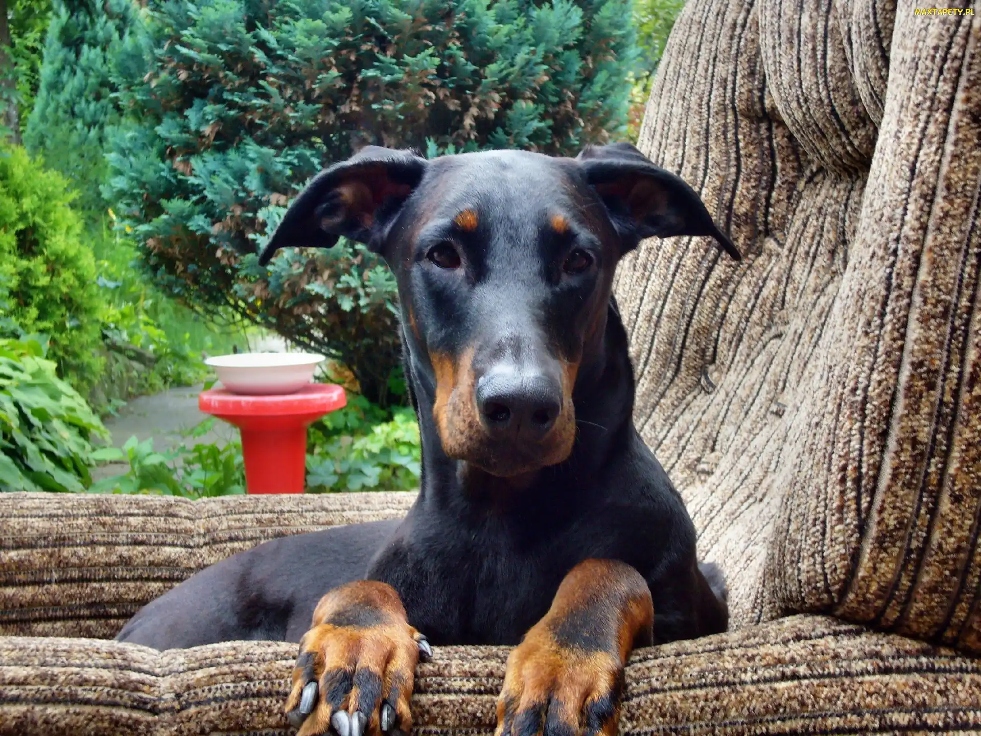 Pysk, Fotelu, Doberman, W