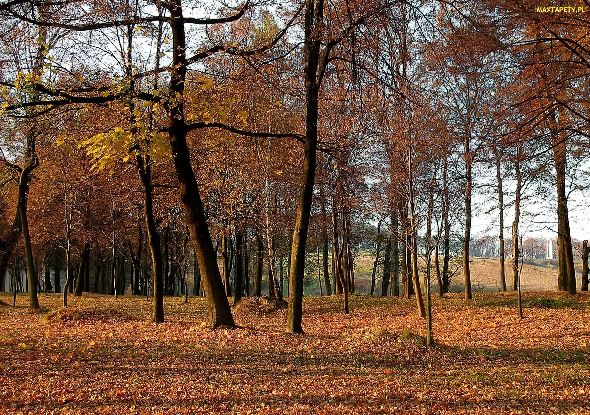 Jesień, Liście, Drzewa, Park