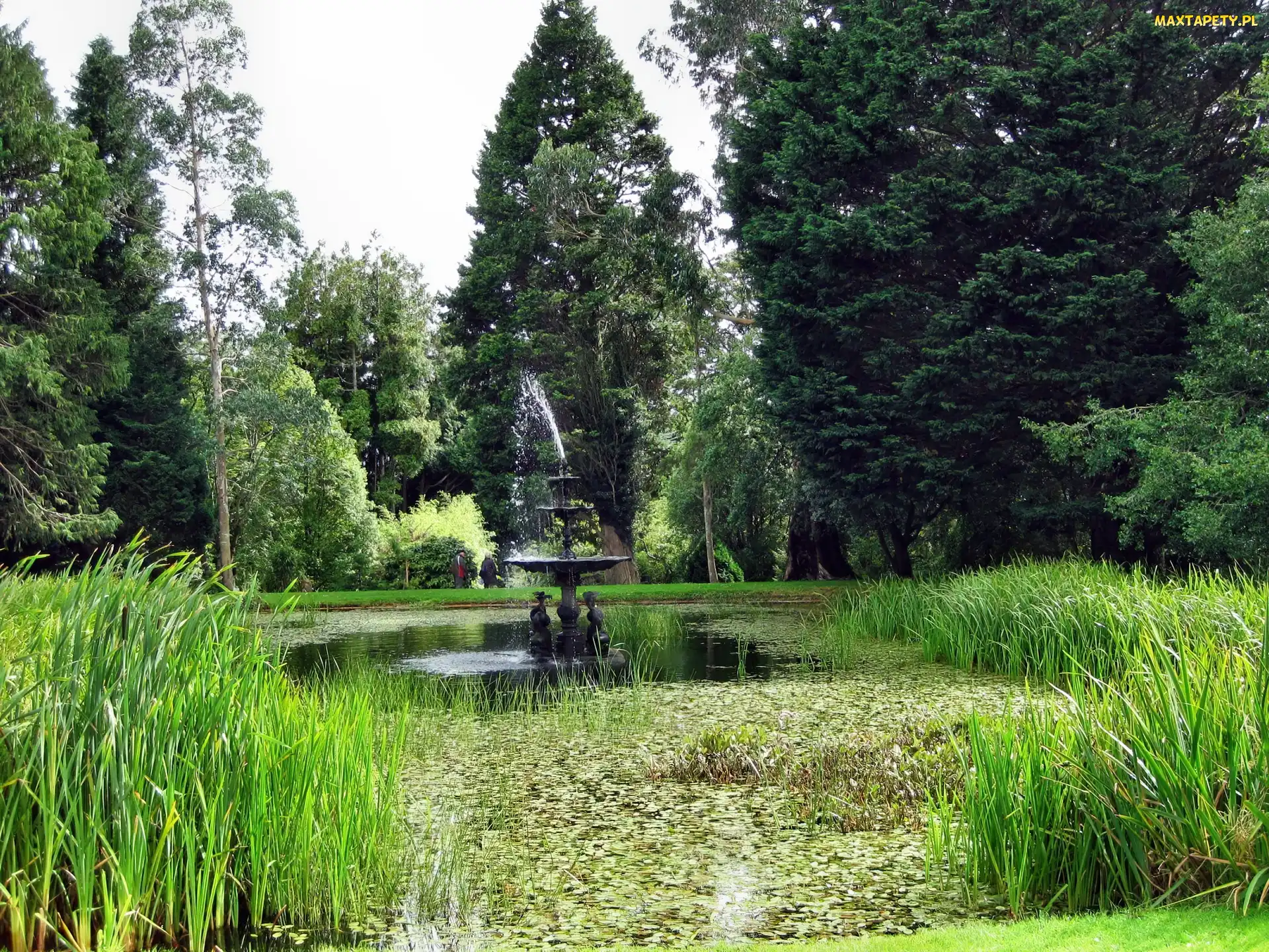 Park, Fontanna, Zarośla, Staw