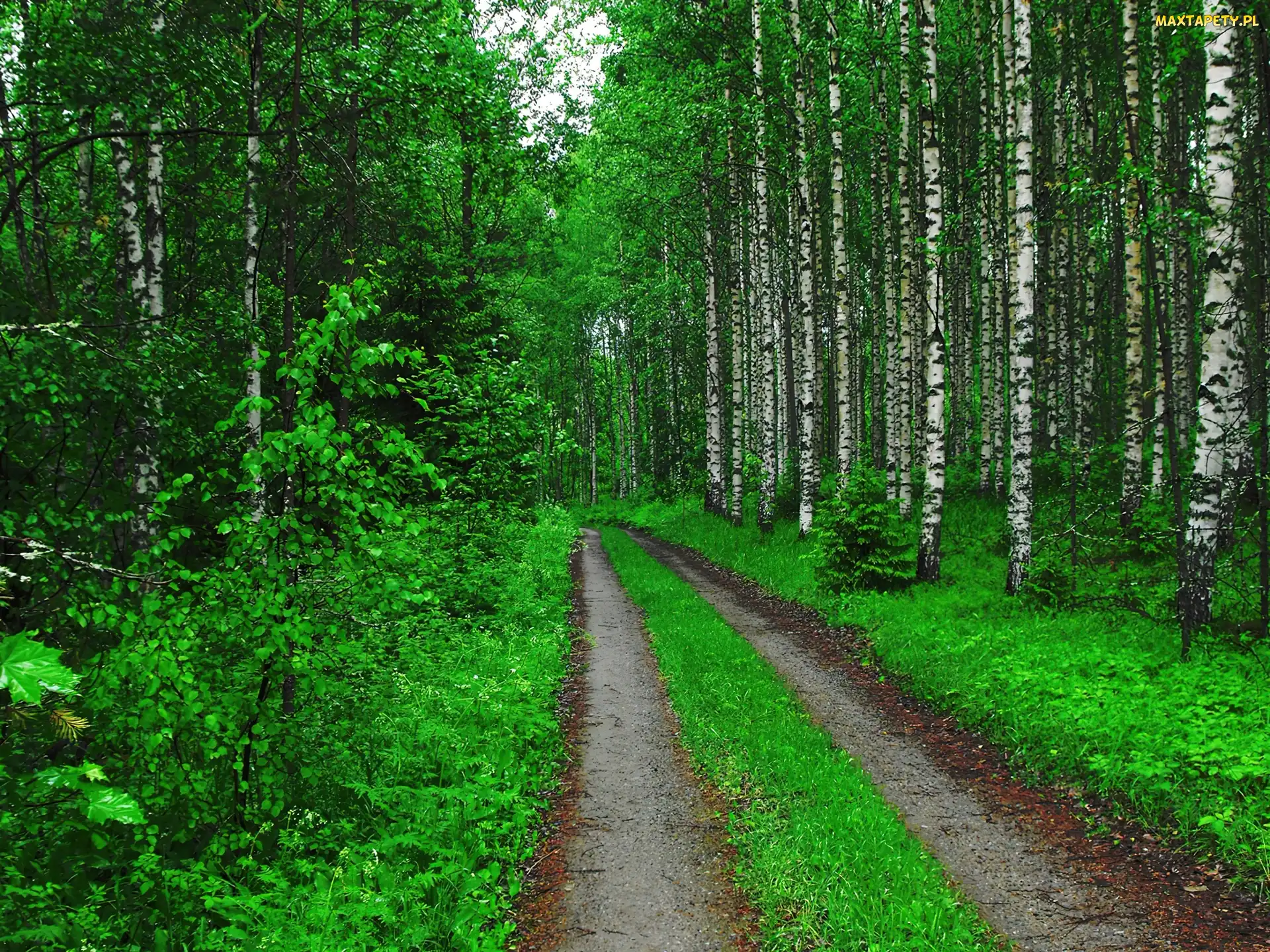 Brzozowy, Ścieżka, Las