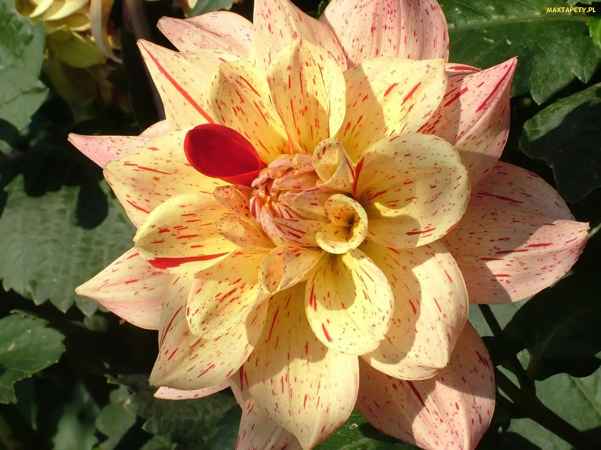 Dalia, Pstrokata
