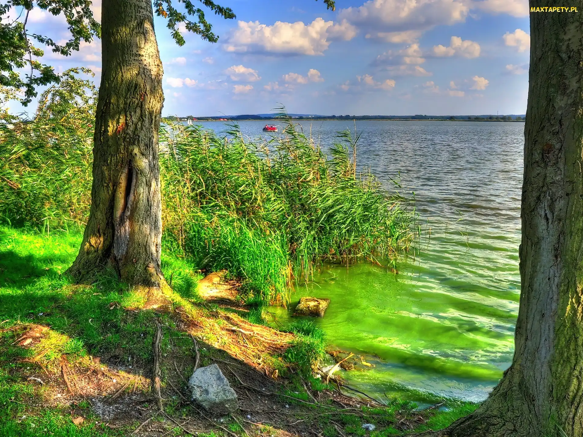 Szuwary, Drzewa, Jezioro