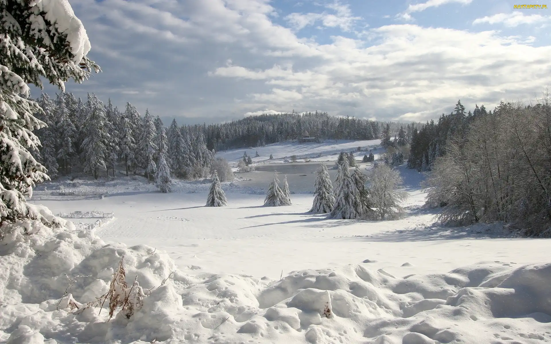 Drzewa, Śnieg, Zima