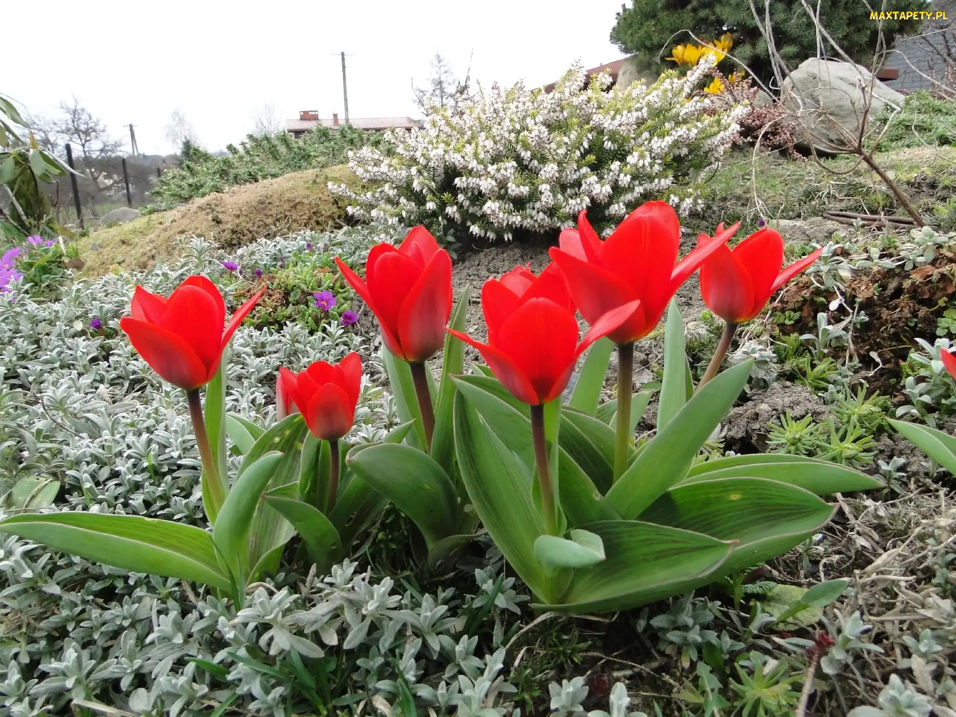 Kwiaty, Tulipany, Ogród