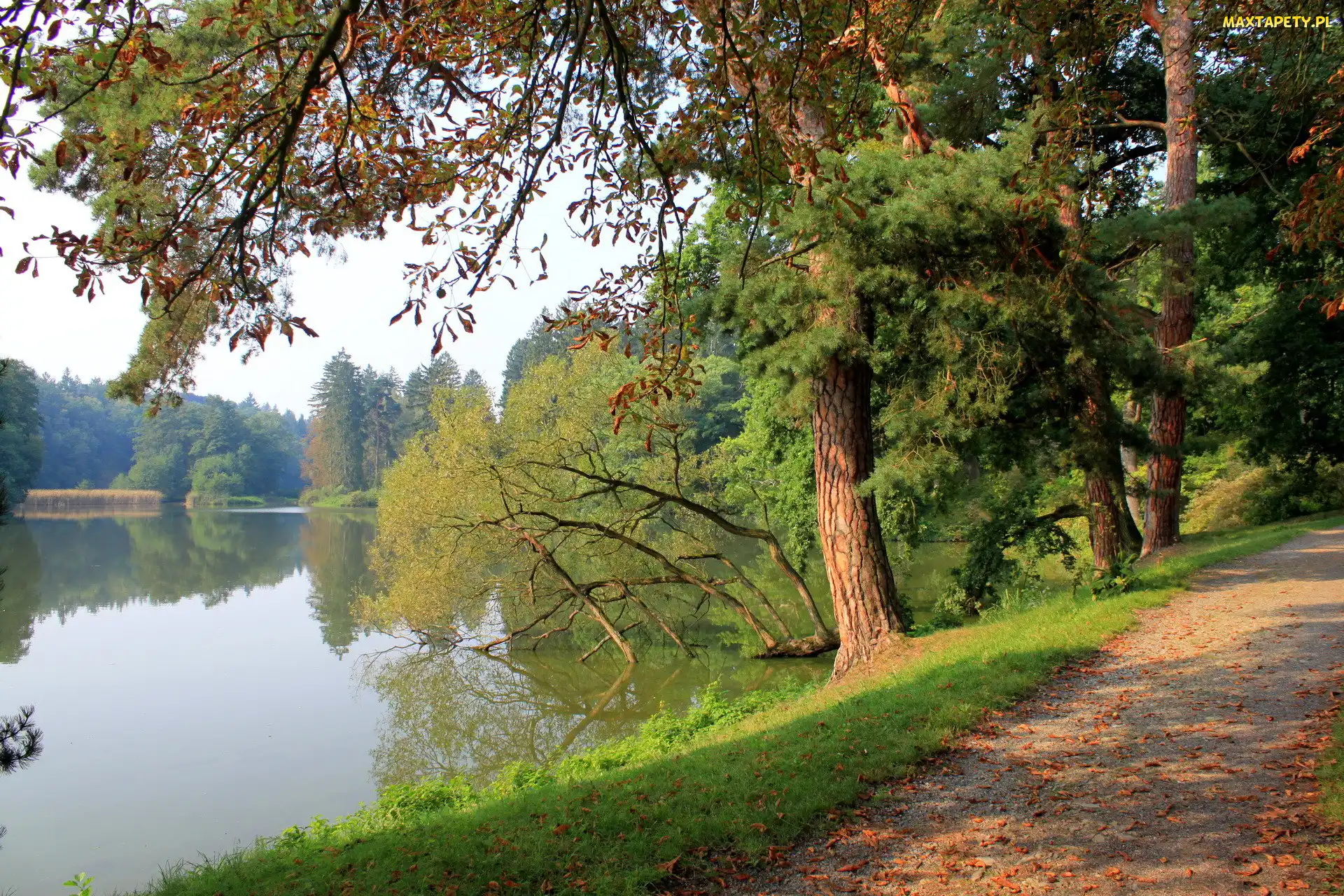 Droga, Drzewa, Jezioro